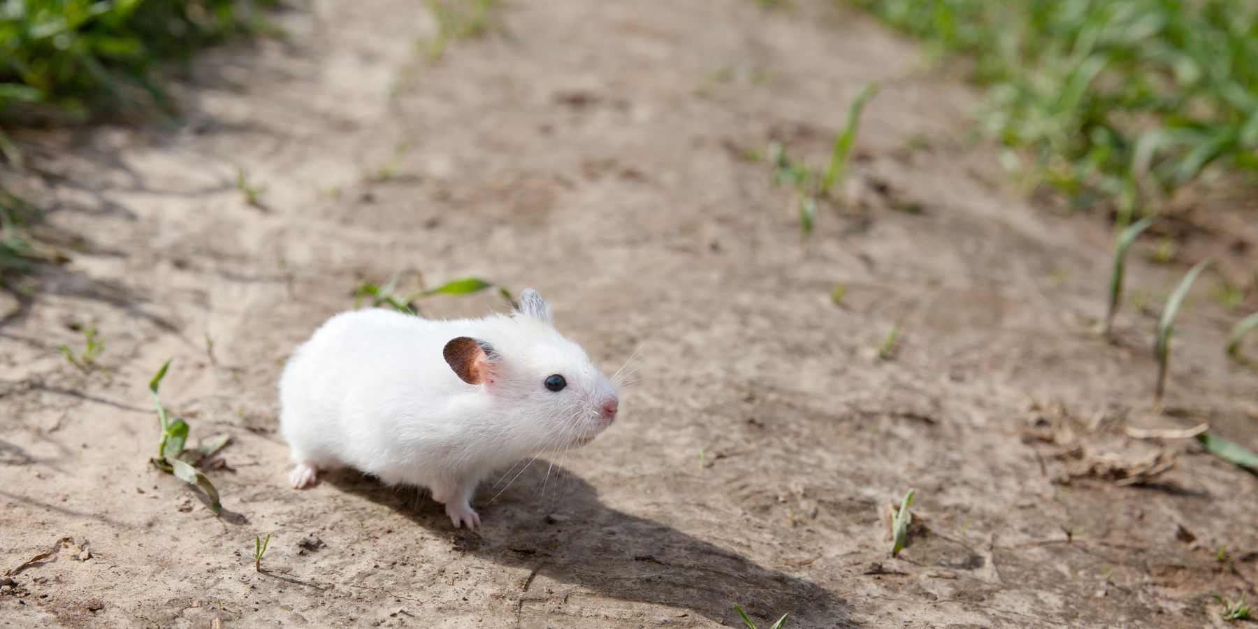 The Benefits of Taking Your Hamster Outside